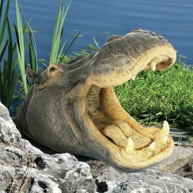 Hippo Head With Open Mouth